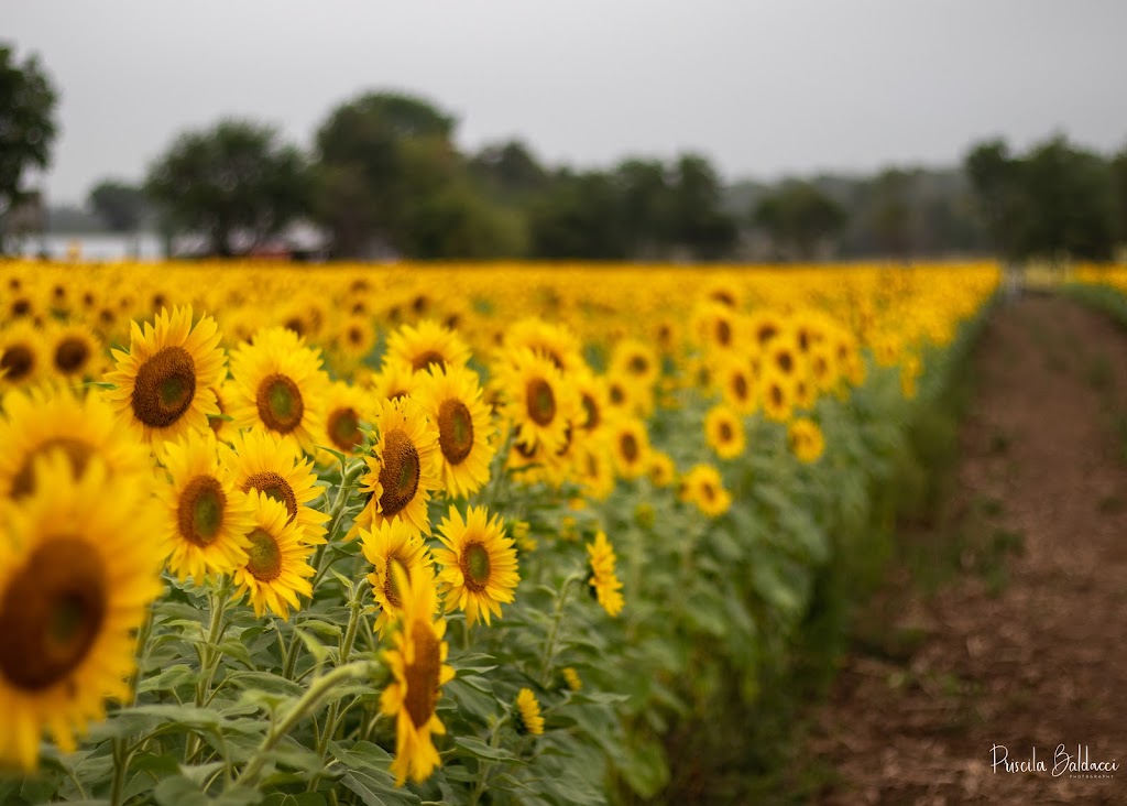 priscila baldacci photography | 27 Braeheid Ave, Waterdown, ON L8B 0C5, Canada | Phone: (647) 969-4005