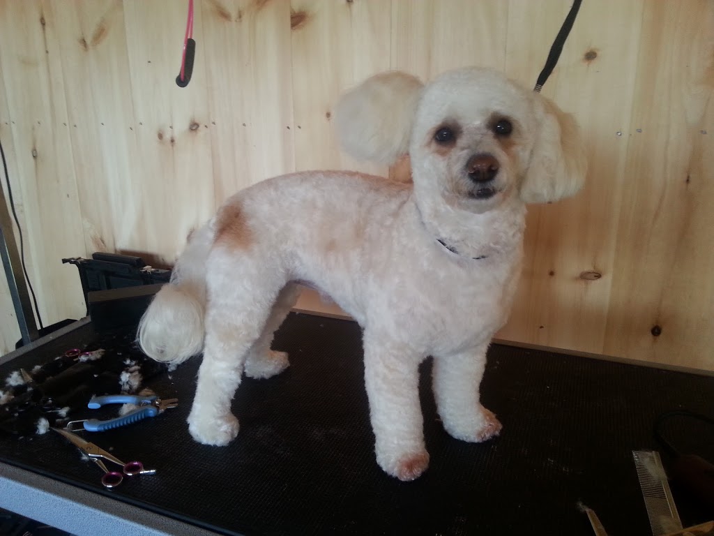 Shake A Paw Doggie Spa | RR1, 6672 Wellington 16, Belwood, ON N0B 1J0, Canada | Phone: (226) 820-2815