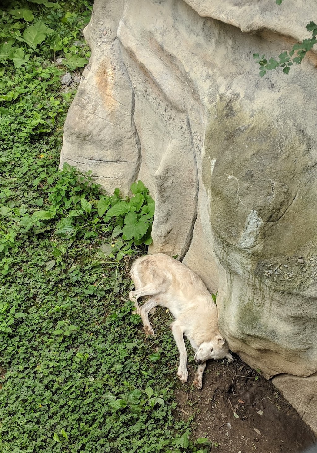 Arctic Wolf Exhibit | 2000 Meadowvale Rd, Scarborough, ON M1B 5K7, Canada | Phone: (416) 392-5929