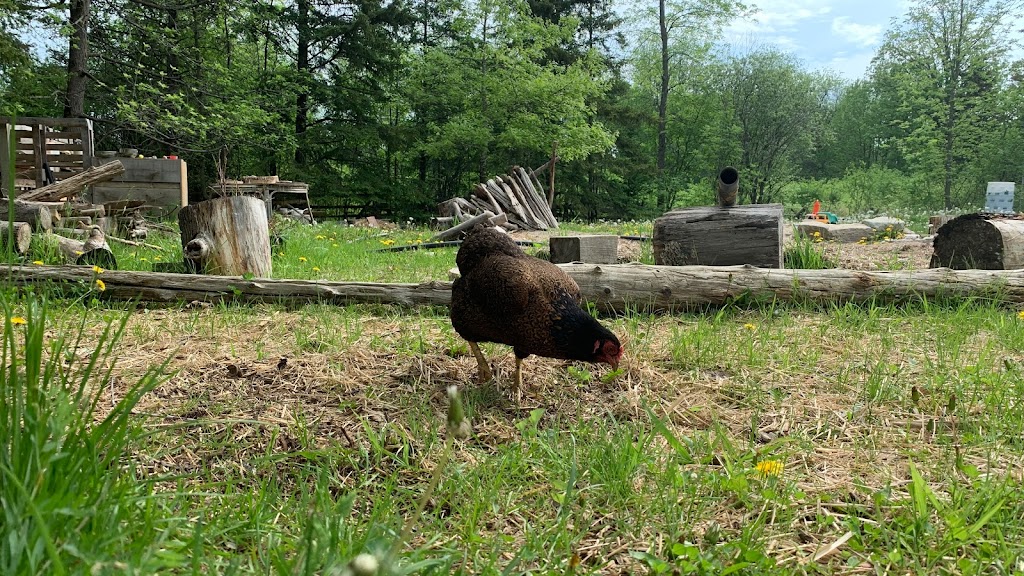 Blueberry Creek Forest School and Nature Centre | 17638 Hwy 7, Perth, ON K7H 3C6, Canada | Phone: (613) 915-3263