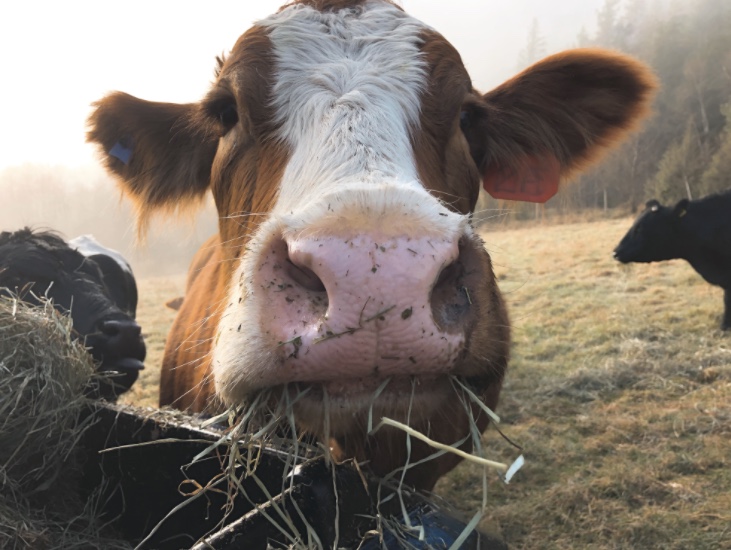 Washtock Family Farm | 52702 Chaumox Rd, Boston Bar, BC V0K 1C0, Canada | Phone: (604) 240-6490