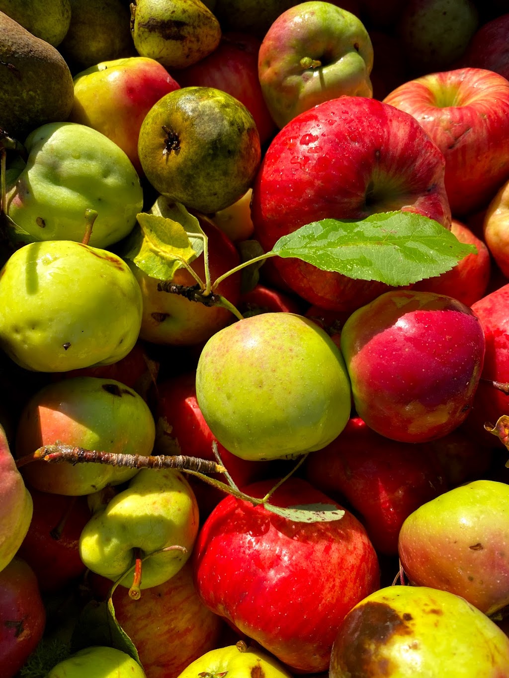 Windswept Cider | 317282 3 Line, Meaford, ON N4L 1W7, Canada | Phone: (519) 217-1479