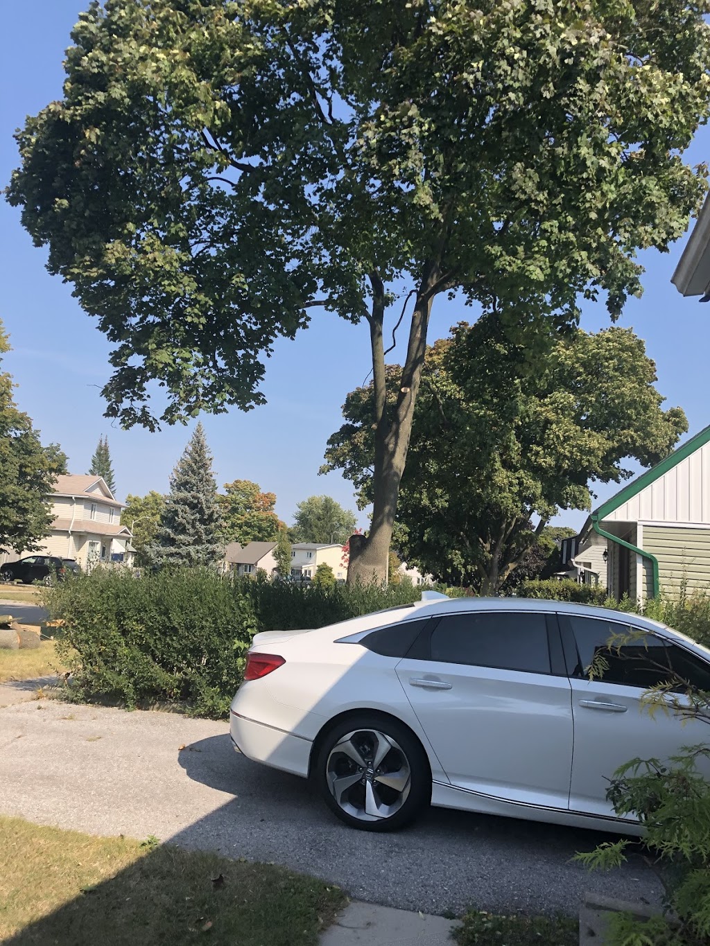 Bigfoot Tree Care | 17 Homestead Rd, Pontypool, ON L0A 1K0, Canada | Phone: (289) 685-0372