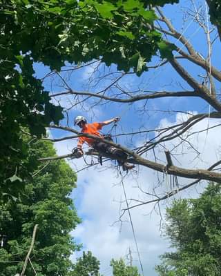 Brendan Brown Climbing Arborist | 471 Mark St, Peterborough, ON K9H 1W1, Canada | Phone: (705) 957-4502