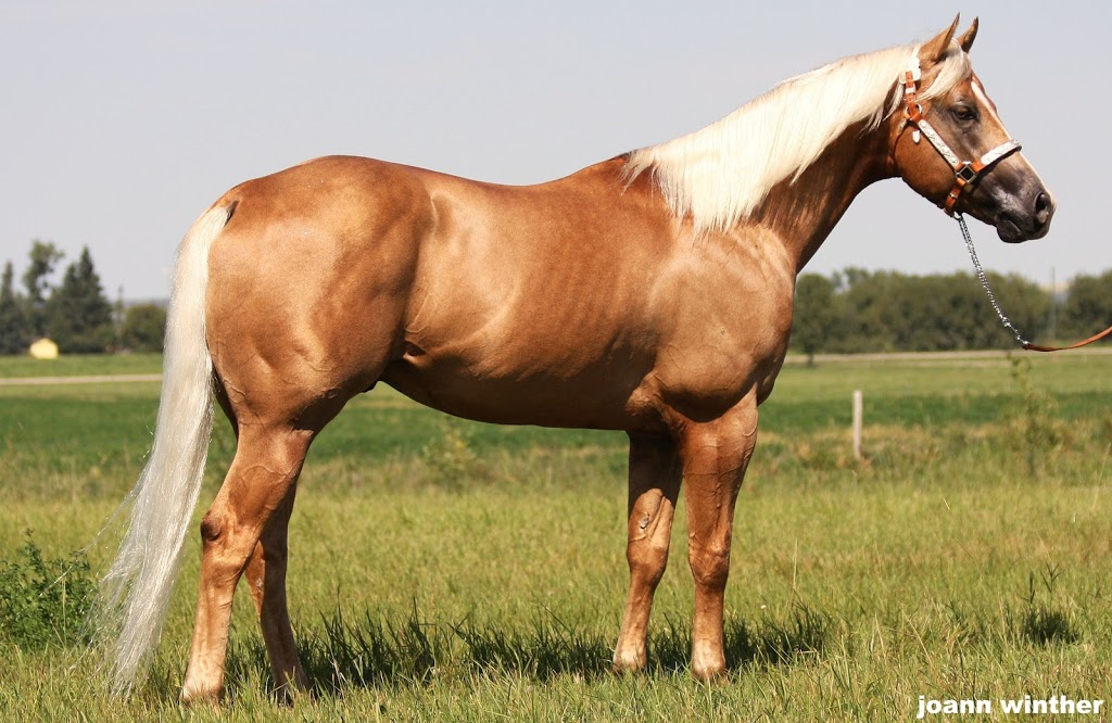 Winther Horses | R.R. 1, Huxley, AB T0M 0Z0, Canada | Phone: (403) 442-2373