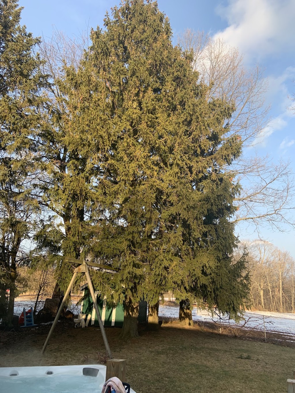 Safe Tree Ltd. | 2795 Moyer St, Fenwick, ON L0S 1C0, Canada | Phone: (289) 650-1775