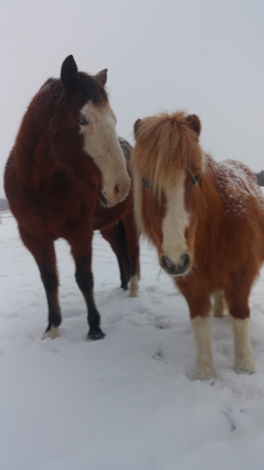 Cherry Grove Stables | 23683 Fairview Rd, Thorndale, ON N0M 2P0, Canada | Phone: (226) 377-2369