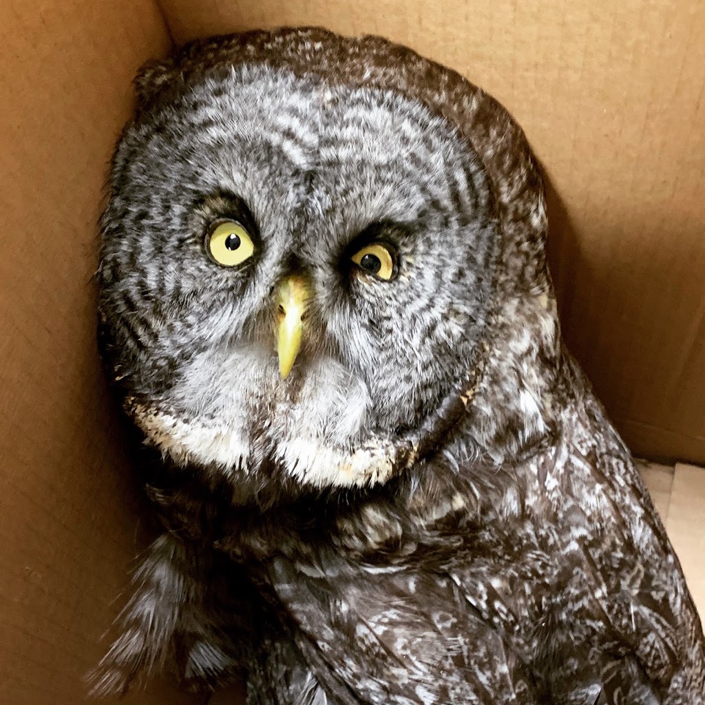 Barr-North Veterinary Services Ltd | 6302 49 St, Barrhead, AB T7N 1A3, Canada | Phone: (780) 674-2100