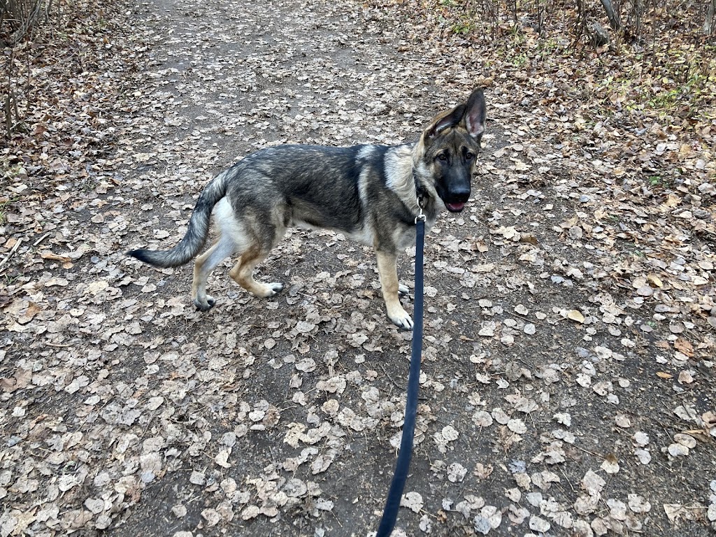 One More Light K9 | S Island Park Dr, Ottawa, ON K4M 1J2, Canada | Phone: (613) 807-7597
