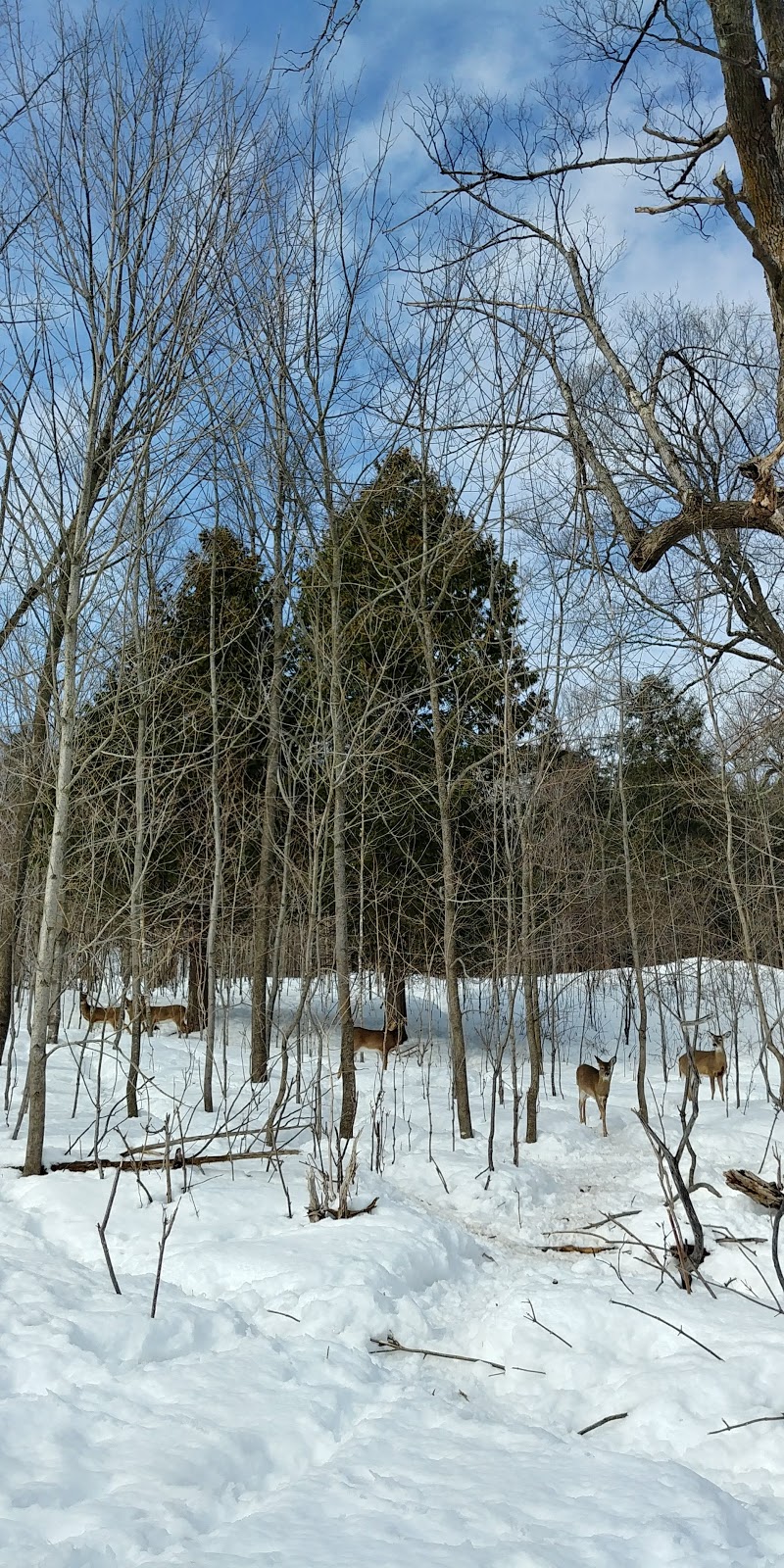 Chevreuils | 1904 Chemin de la Rivière du N, Mirabel, QC J7N 3A8, Canada