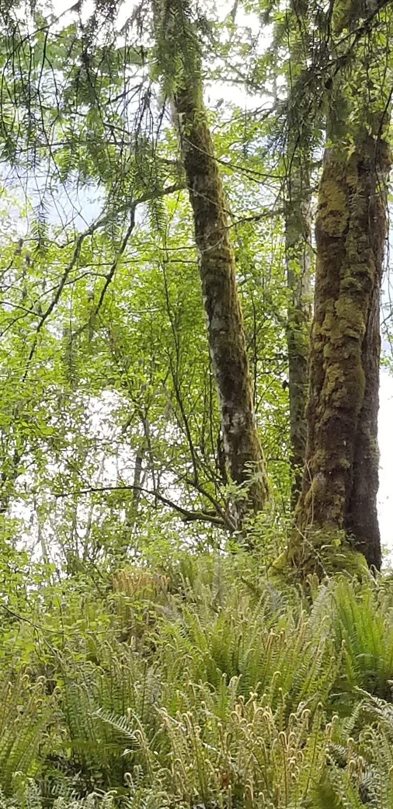 Pine Point Recreation Site | 11391-11457 N Shore Rd, Youbou, BC V0R 3E1, Canada | Phone: (250) 701-1976