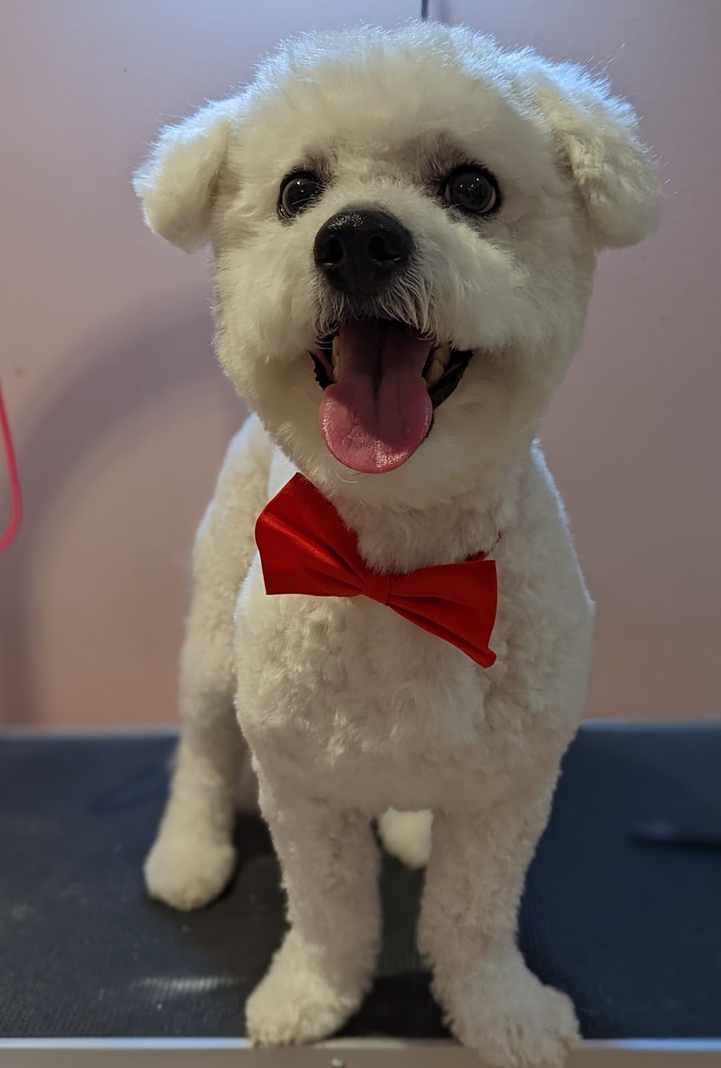 Silky Styles Grooming | 36 Trinity Crescent, Whitby, ON L1N 6L2, Canada | Phone: (416) 428-5601