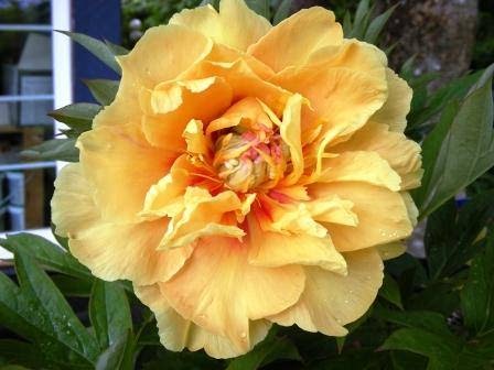 Eternal Seed Garden Centre | 2309 Zillinsky Rd, Powell River, BC V8A 0N8, Canada | Phone: (604) 487-1304