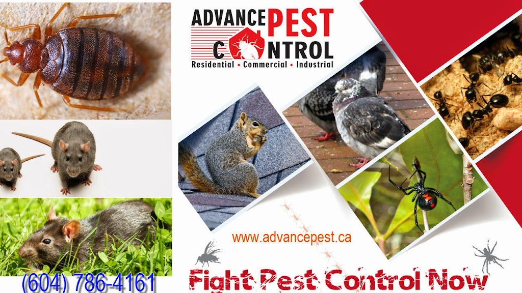 Advance Pest Control Surrey/Langley | 15299 68 Ave #203, Surrey, BC V3S 2C1, Canada | Phone: (604) 786-4161