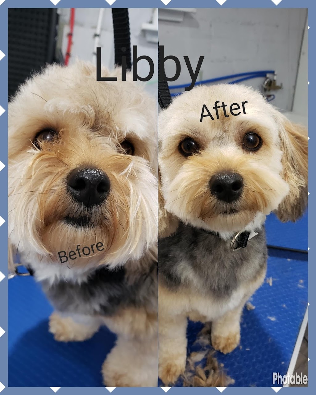 Melanie’s Mutts On The Mountain | E 17th St, Hamilton, ON L9A 4M1, Canada | Phone: (647) 705-5834