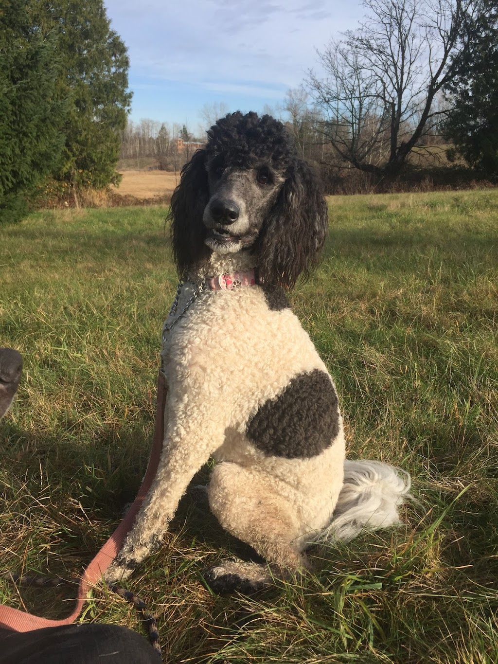 Dog Trainers on Demand | 10083 243 St, Maple Ridge, BC V2W 1X3, Canada | Phone: (604) 256-7865