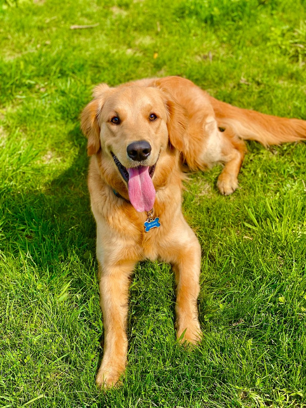 Happy Paws | 533 County Rd 4, Bath, ON K0H 1G0, Canada | Phone: (613) 572-0777