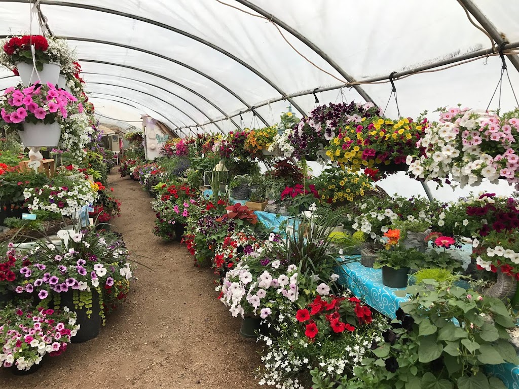 Cedar Ridge Greenhouse | Box 130, Saint Benedict, SK S0K 3T0, Canada | Phone: (306) 231-9081