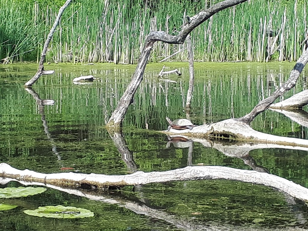 Dorchester Mill Pond EcoTrail | Mill Pond,, Thames Centre, ON N0L 1G2, Canada