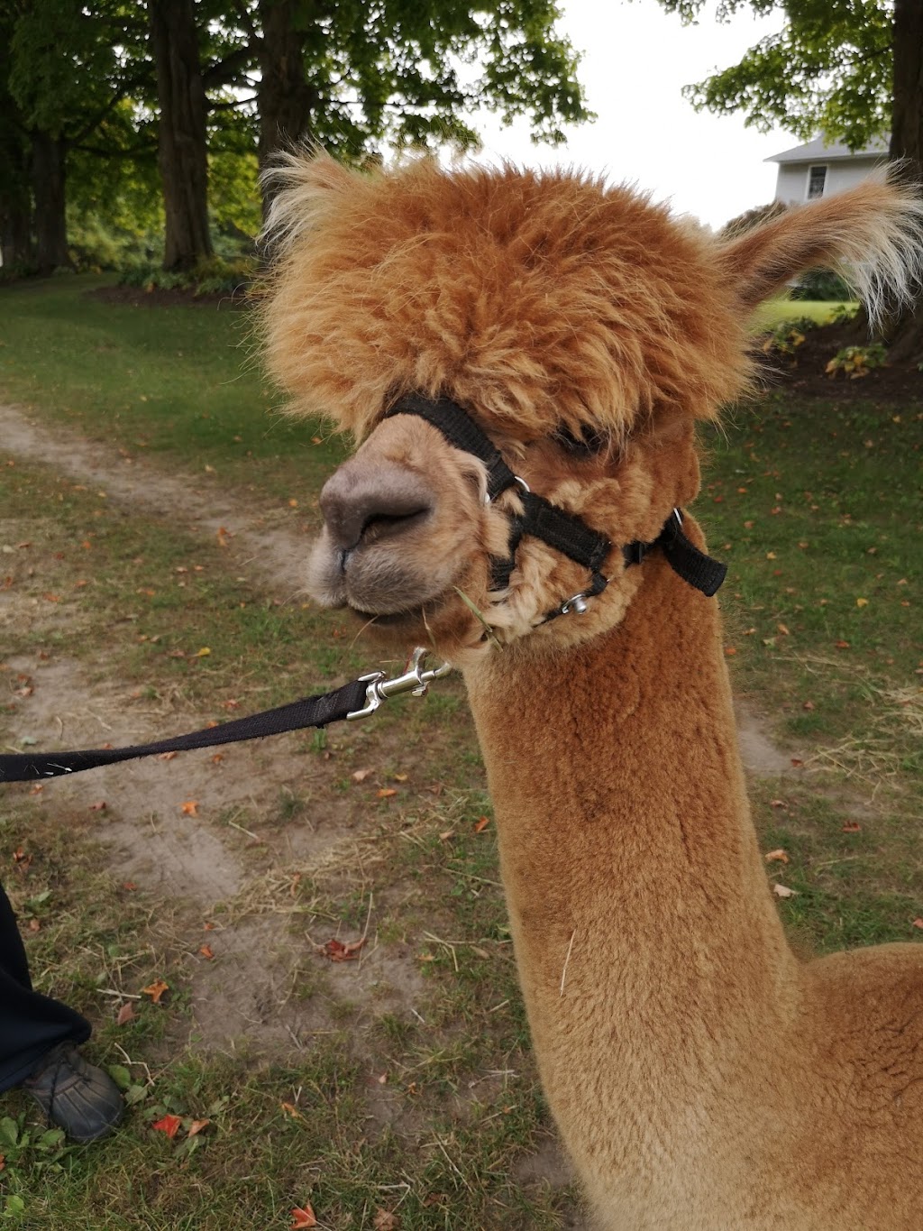 Andres Alpacas | 33201 Grey Rd 28, Hanover, ON N4N 3B8, Canada | Phone: (519) 364-4921