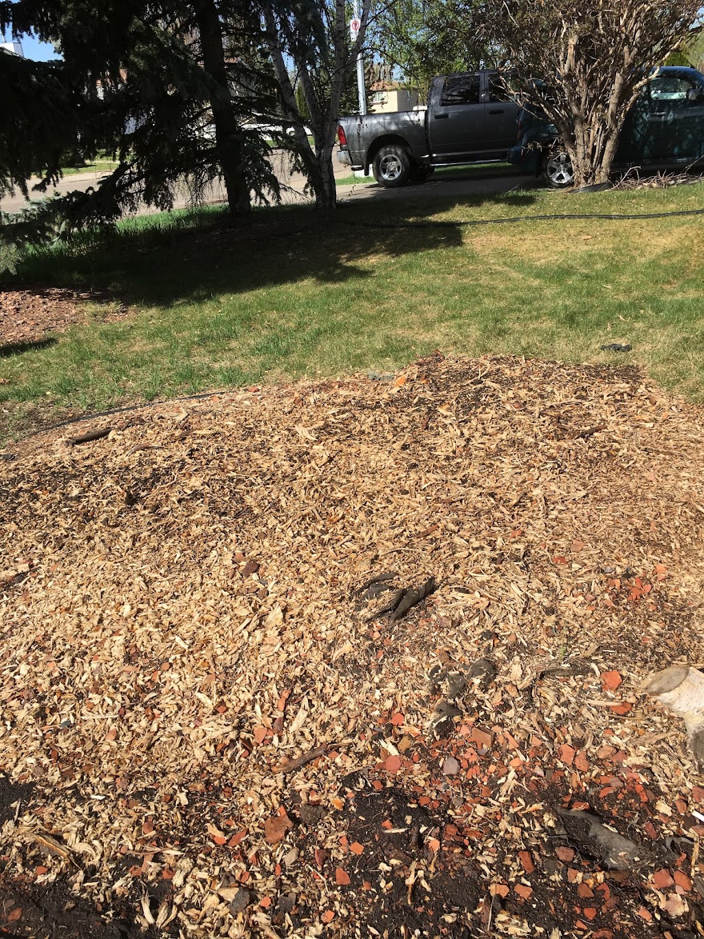 Canopy Tree Care | 5480 Meridian St NW, Edmonton, AB T6P 1R3, Canada | Phone: (780) 469-6655
