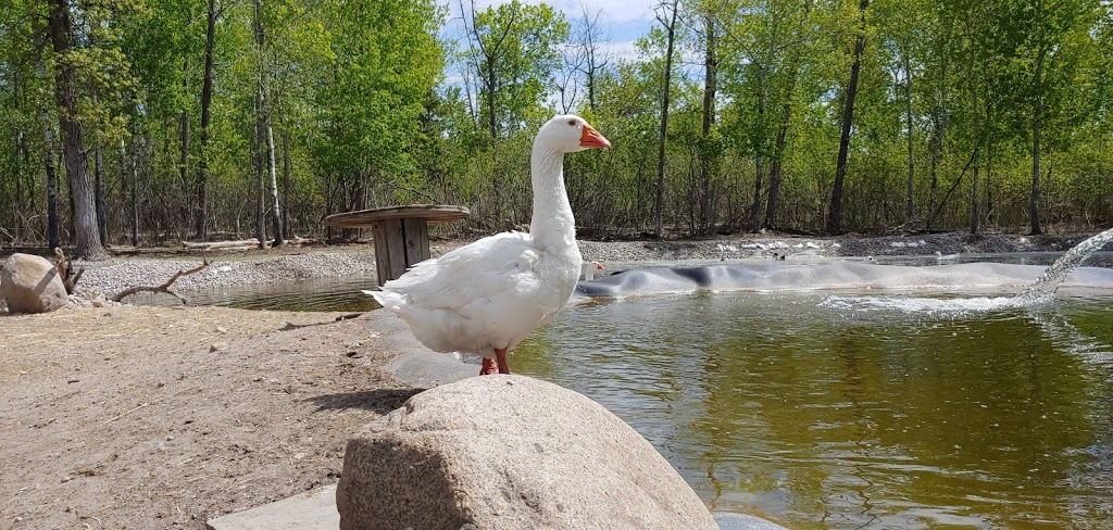 The 10 Acre Woods | 38084 Vine Haven Rd, Anola, MB R5L 0J6, Canada | Phone: (204) 866-4341