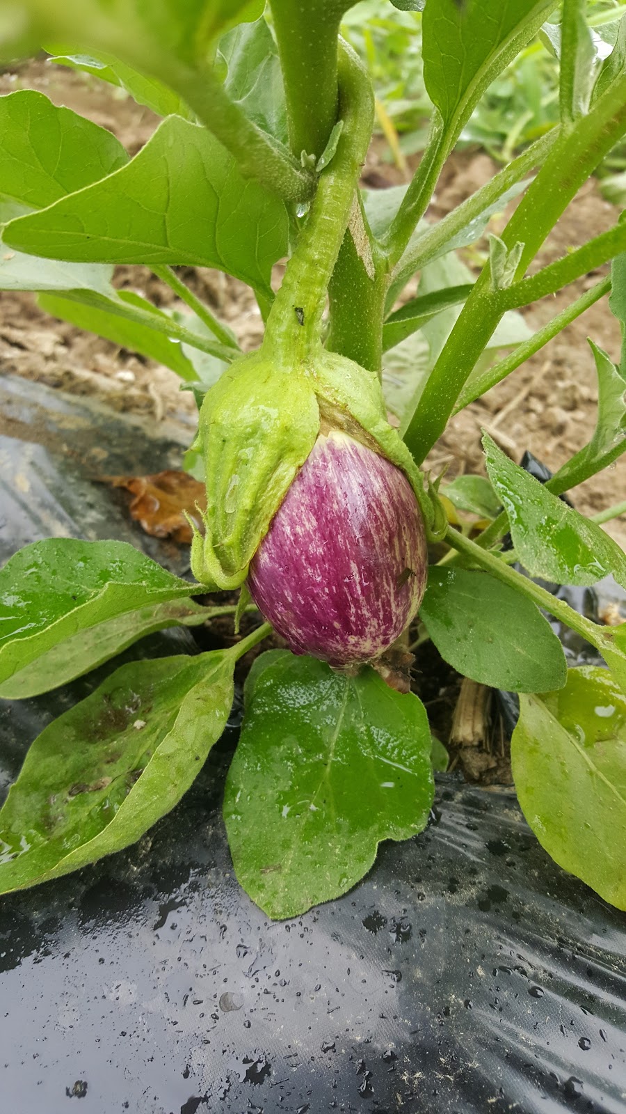 Jardins la brouette | 168 Rang du Chenal Tardif, Pierreville, QC J0G 1J0, Canada | Phone: (819) 816-8667