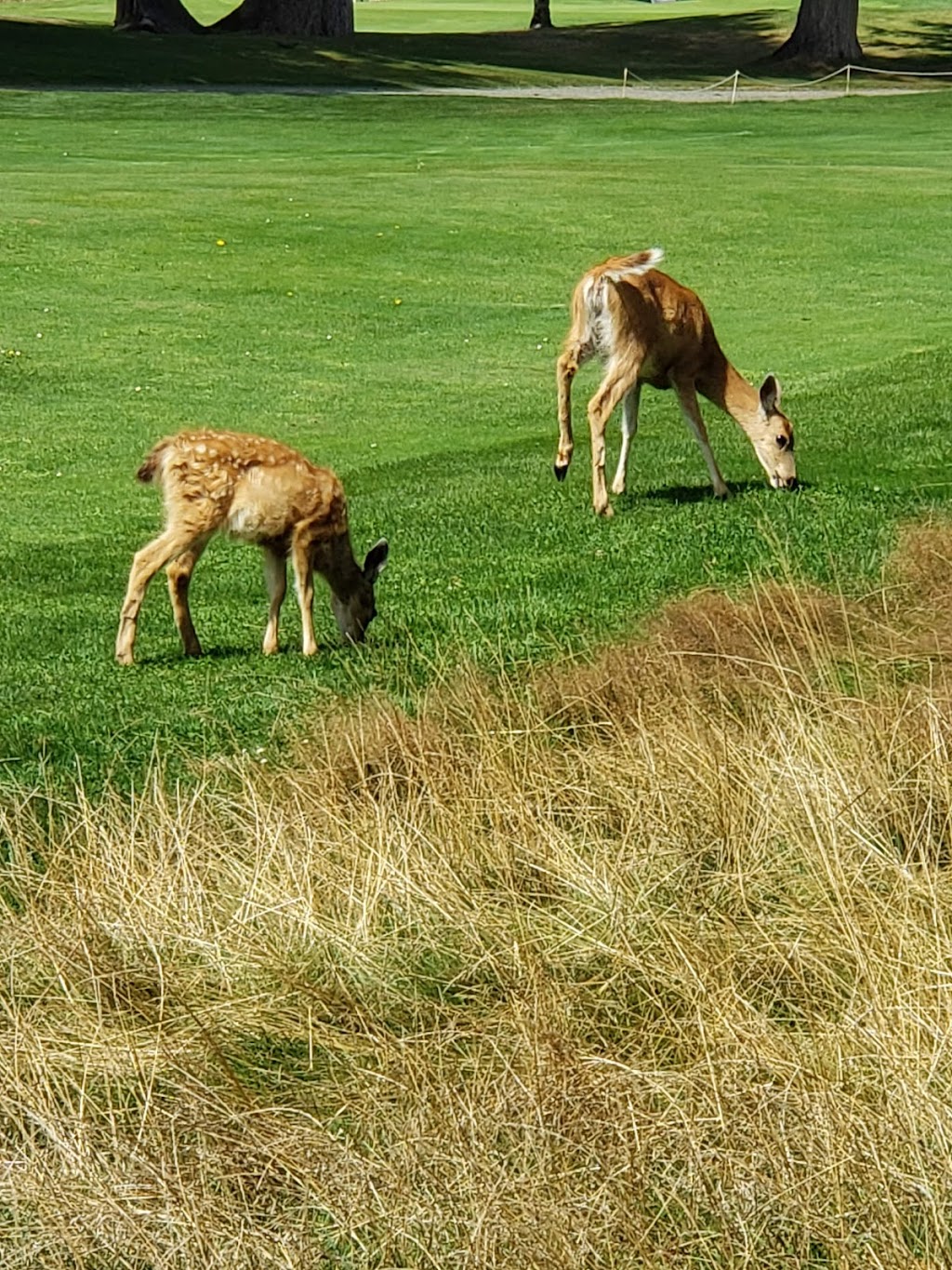 Arrowsmith Golf & Micky Js Bar & Grill | 2250 Fowler Rd, Qualicum Beach, BC V9K 2A5, Canada | Phone: (250) 752-9727
