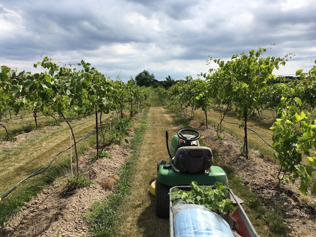 Sugar Woods Experimental Vineyards | 2Y0, 12 Line Rd, Wolfe Island, ON K0H 2Y0, Canada | Phone: (613) 385-2088