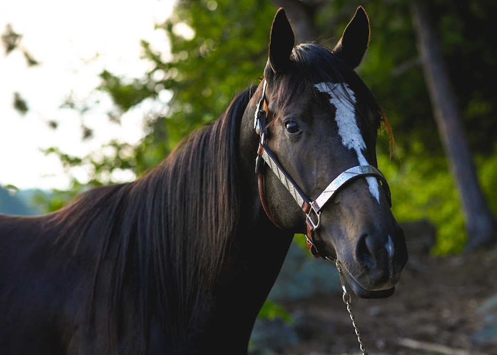 Ranch Belway | 2158 Chem. Adolphe-Chapleau, Mont-Laurier, QC J9L 3G3, Canada | Phone: (819) 513-0089