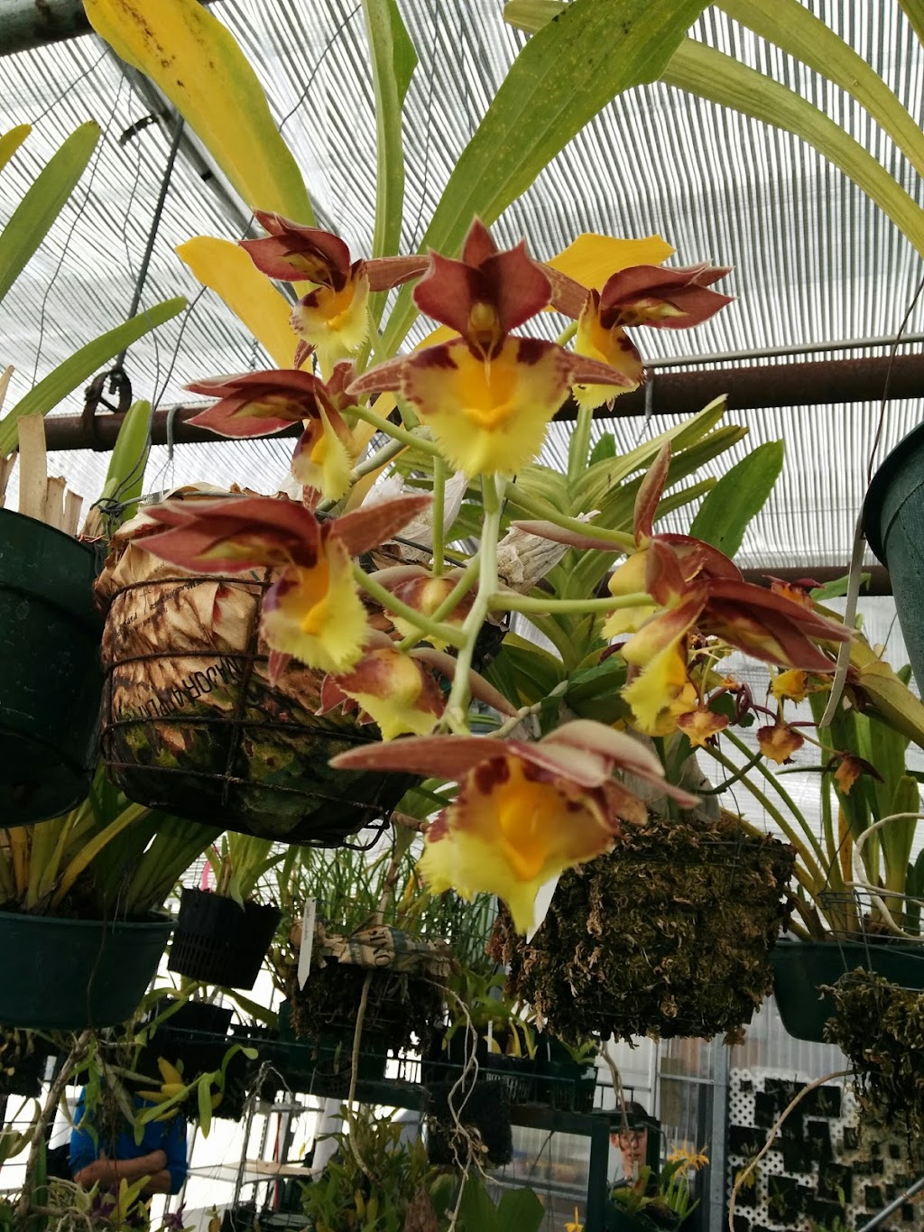 Paramount Orchids | 95 Renz Rd, Parksville, BC V9P 1E8, Canada | Phone: (250) 248-7023