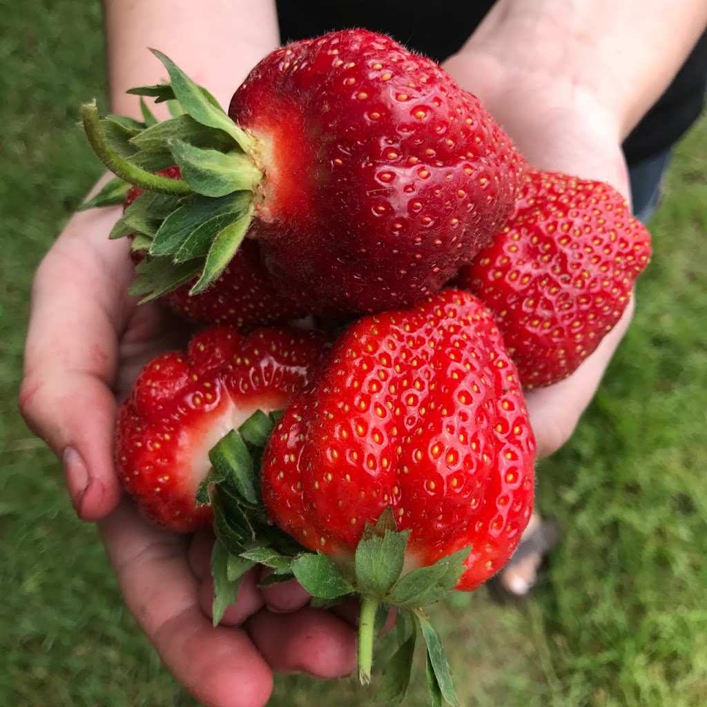 Brantwood Farms | 251 Powerline Rd, Brantford, ON N3T 5L8, Canada | Phone: (519) 759-4383