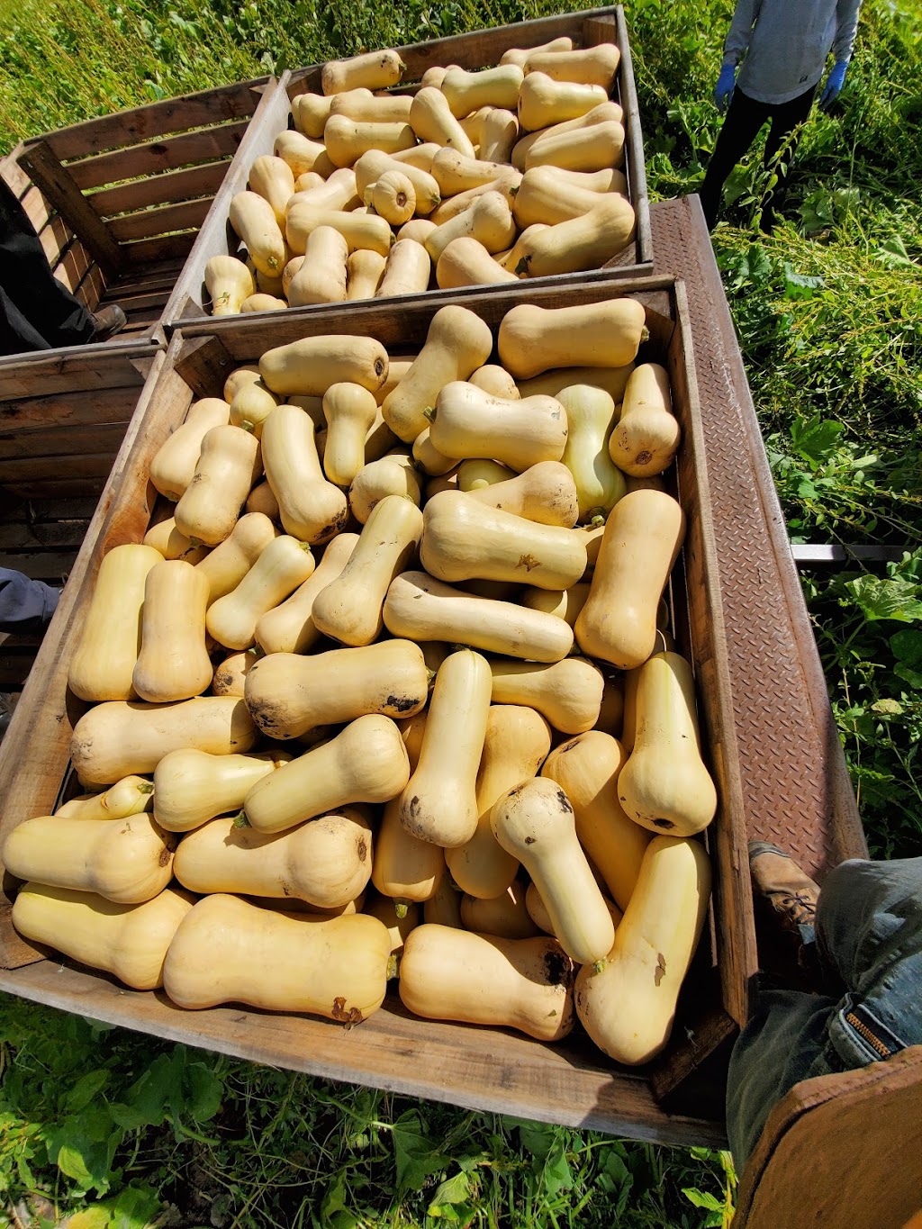 Ferme Hotte et Van Winden Inc | 316 Rang Saint-André, Napierville, QC J0L 1L0, Canada | Phone: (450) 245-3433