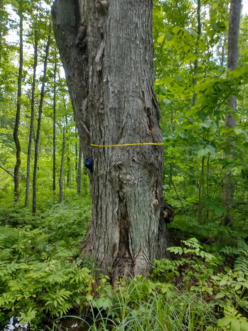 Bella Forestry Services | Birds Creek, Bancroft, ON K0L 1C0, Canada | Phone: (613) 360-9792