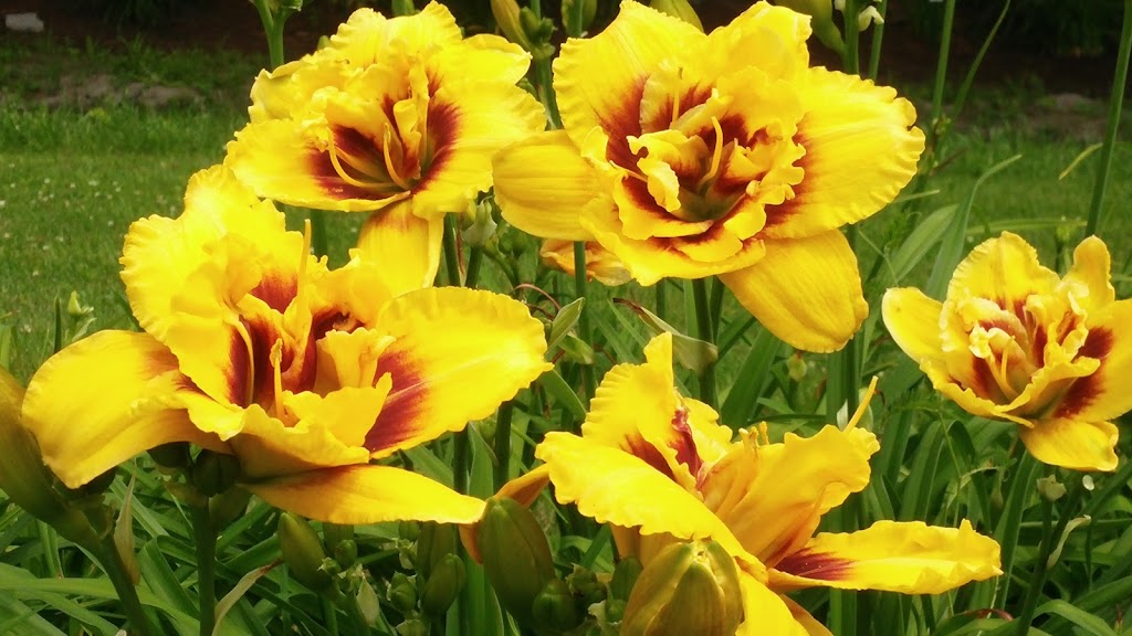 Jardin des Nuances | 441 Rang N, Sainte-Victoire-de-Sorel, QC J0G 1T0, Canada | Phone: (450) 494-3955