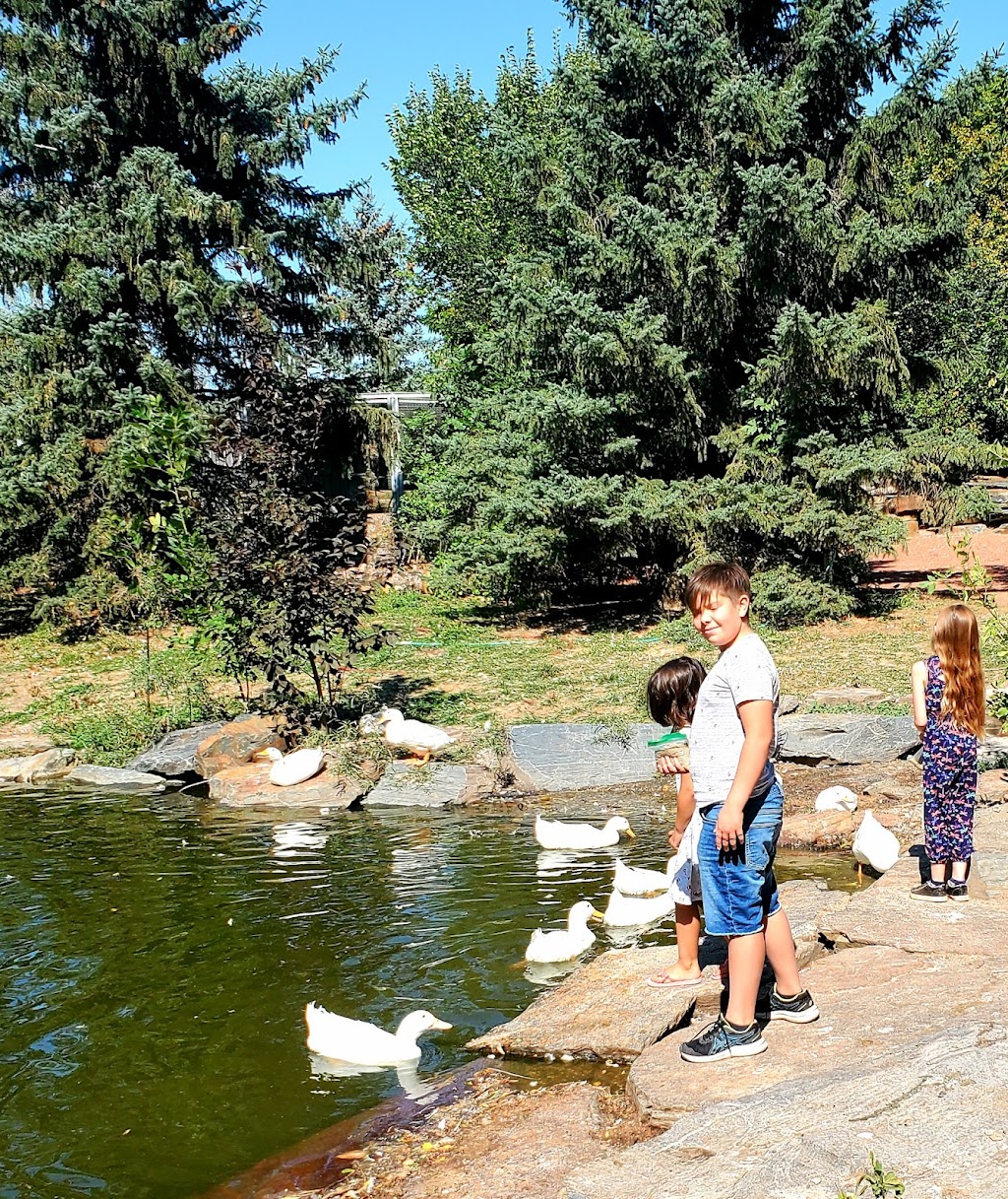 Alberta Birds of Prey Foundation | 2124 16 Ave, Coaldale, AB T1M 1J8, Canada | Phone: (403) 345-4262