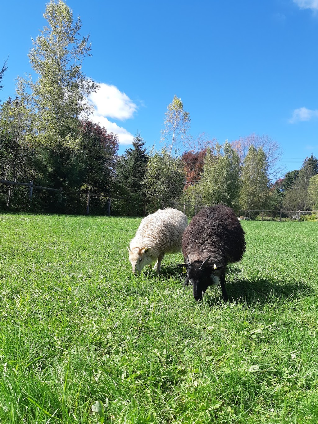 Austins All Natural Farm | 2718 NB-106, Boundary Creek, NB E1G 4M6, Canada | Phone: (506) 233-5372
