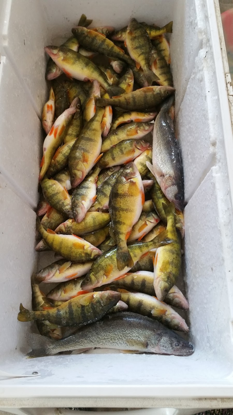 Brians Blue Water Bait &Tackle | 8089 Dixie Hwy #1, Ira Township, MI 48023, USA | Phone: (586) 725-1448