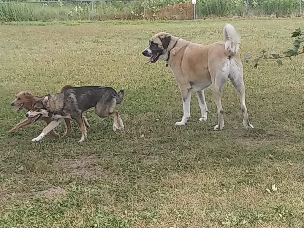 Meadowbrook Dog Park | 692 Parkside Crescent, Kingston, ON K7M 8A7, Canada