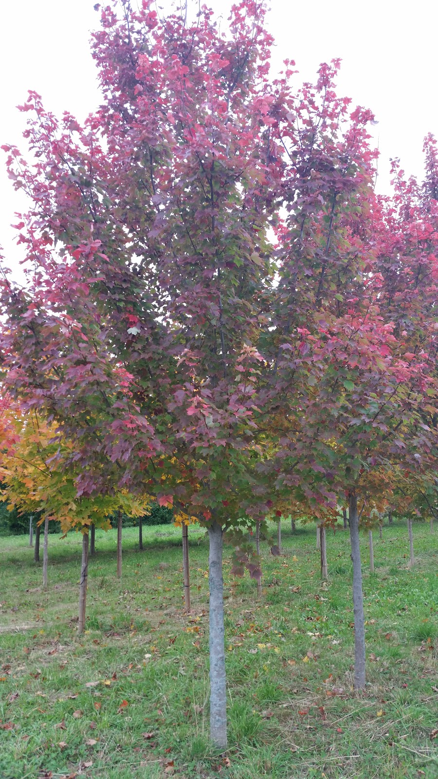 VanBeeks Nursery & Garden Centre | 68 Rd, Ingersoll, ON N5C 3J5, Canada | Phone: (519) 485-3081