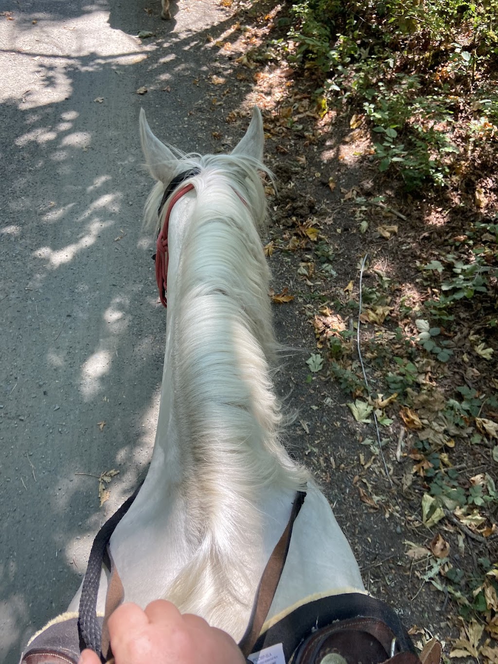 Phoenix Equestrian | Happy Valley Rd, Victoria, BC V9C 3Z3, Canada | Phone: (236) 464-0233