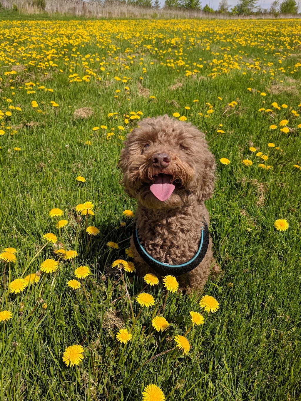 Churchill Meadows Animal Hospital | 5170 Ninth Line, Mississauga, ON L5M 0R5, Canada | Phone: (905) 608-2494
