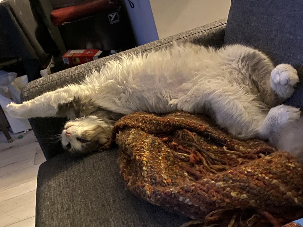 Anti-Floof Cat Grooming | 119 River Rock Pl SE, Calgary, AB T2C 4P5, Canada | Phone: (587) 897-1938