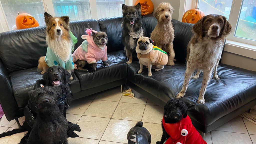 The Second Pup | 7030 2 Ave SW, Edmonton, AB T6X 1A3, Canada | Phone: (780) 708-5486