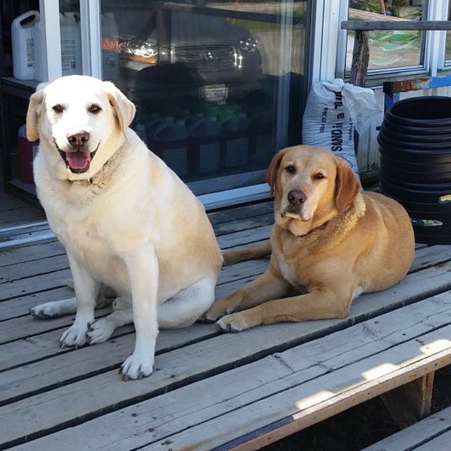 Shaws Paws | 73 Scotia Rd, Sutton, ON L0E 1R0, Canada | Phone: (289) 338-6629