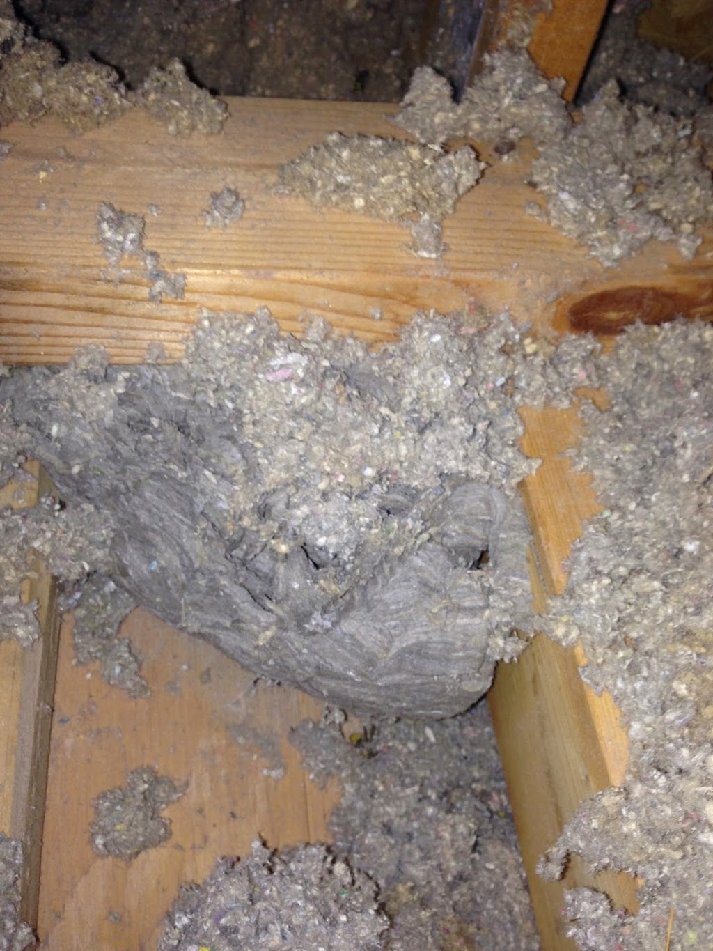 AnyPest | 5 Belleau St, Hamilton, ON L8J 1N1, Canada | Phone: (855) 886-7378