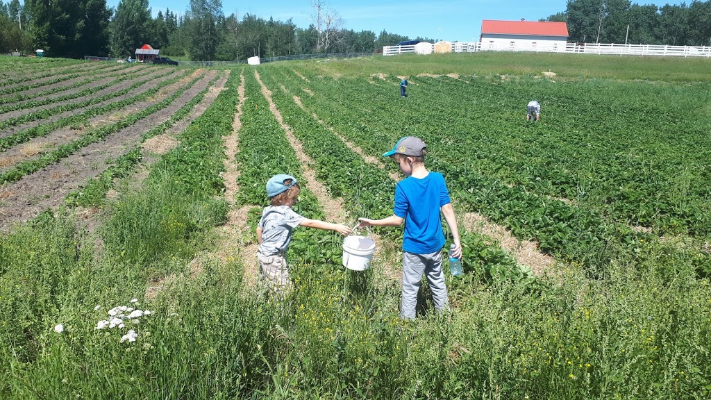 Big Rock Berry Farm | 51310 Range Rd 261 #3, Spruce Grove, AB T7Y 1B5, Canada | Phone: (780) 886-3387