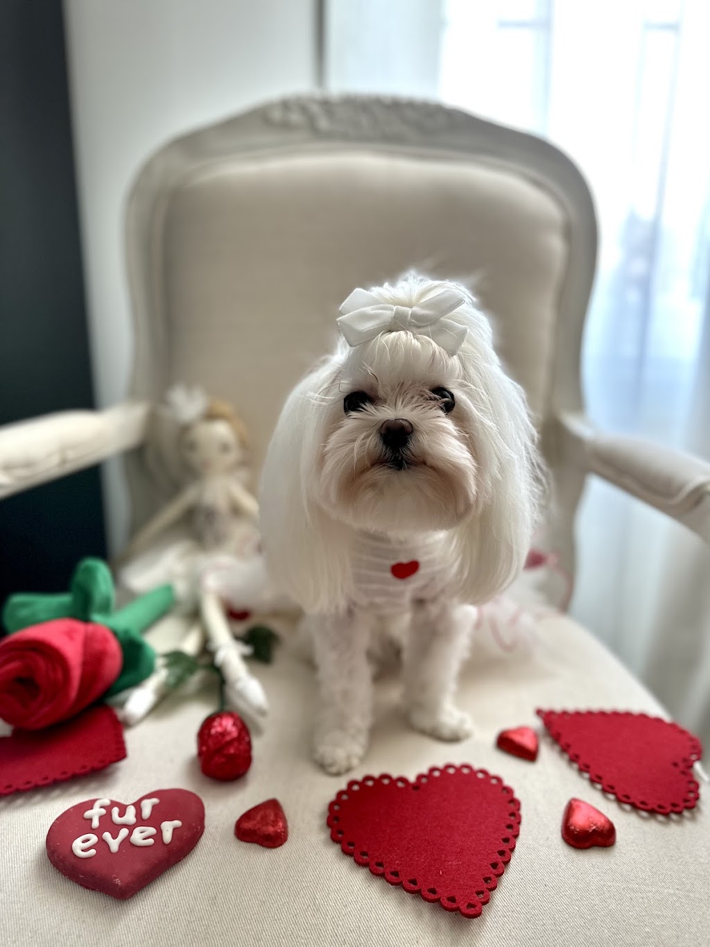The Groomer | 255 Wellington St S, St. Marys, ON N4X 1B8, Canada | Phone: (519) 284-0036