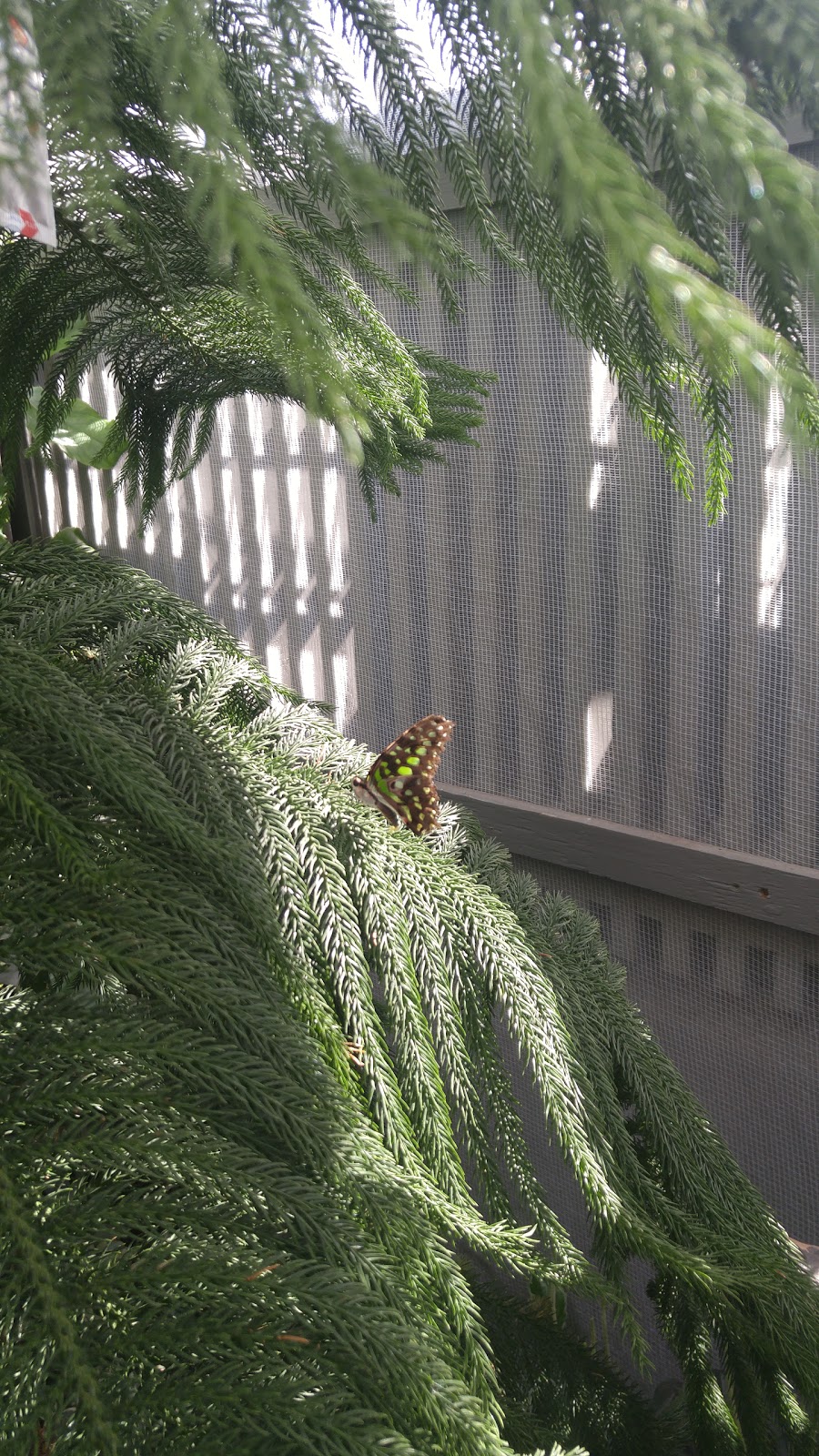 Montreal Insectarium | 4581 Sherbrooke St E, Montreal, Quebec H1X 2B2, Canada | Phone: (514) 872-8753