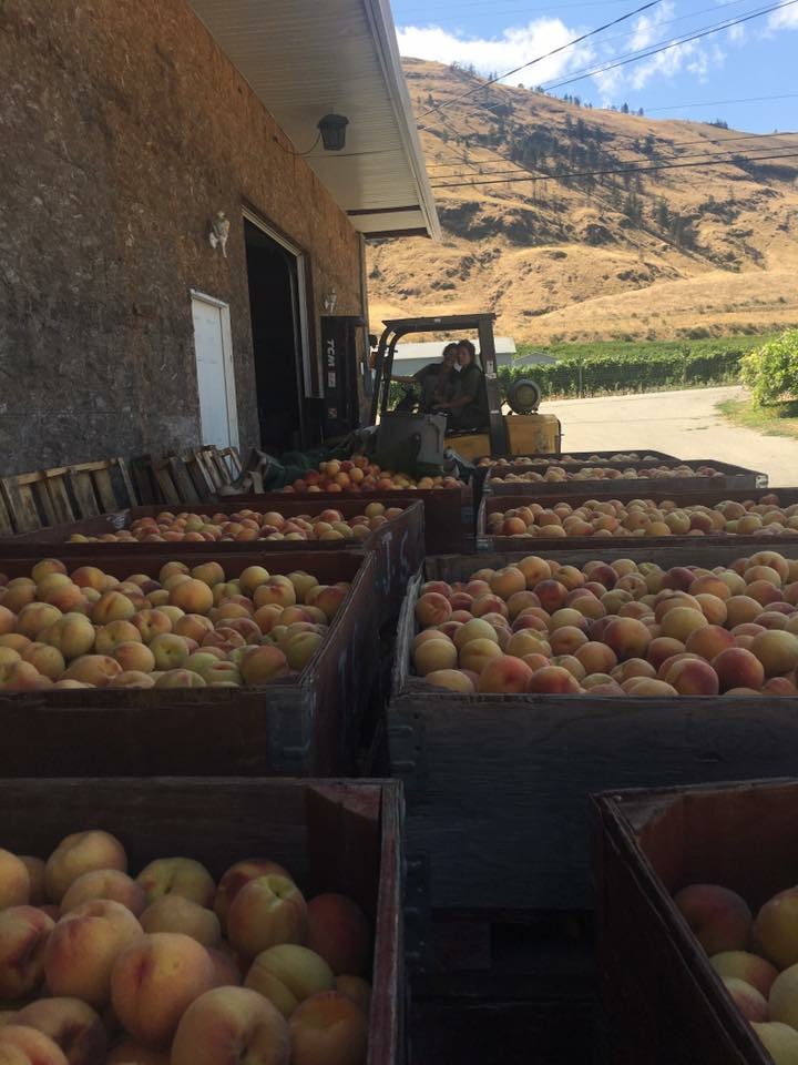 Fortunato Fruits | 4355 BC-97, Oliver, BC V0H 1T1, Canada | Phone: (250) 498-8291